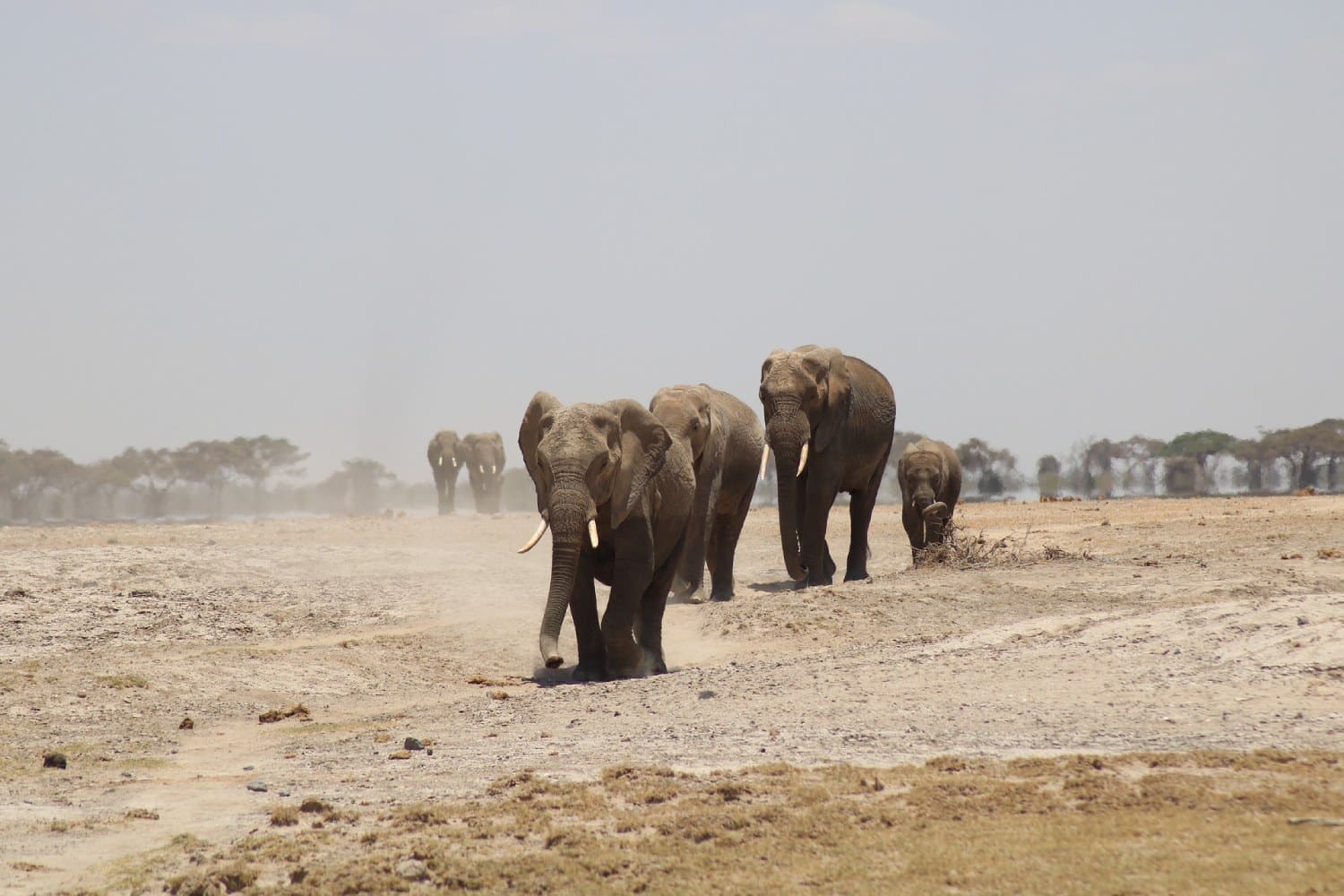 elephants-7533472_1920